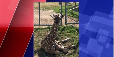 Its A Boy Roosevelt Park Zoo Welcomes Baby Giraffe