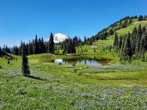 Mount Rainier National Park Seeks Input To Guide Access Upgrades The