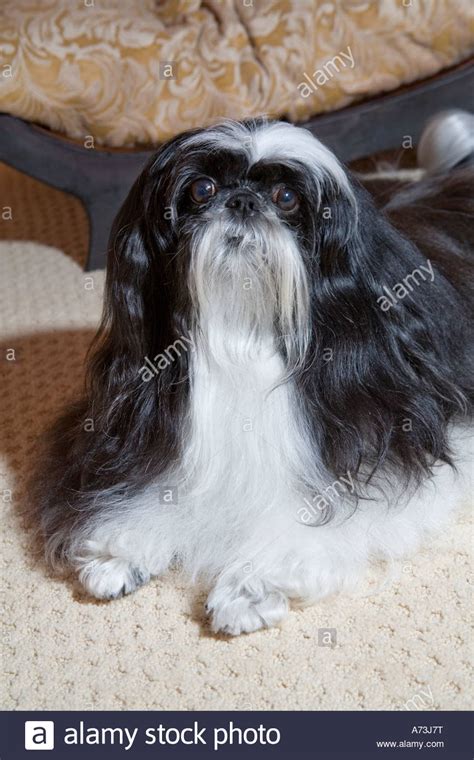 They come in a beautiful range of sizes that make them ideal for every home. A long-haired black and white shih tzu dog sitting on a ...