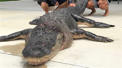Alligator hunters bag Florida's biggest gator, so far
