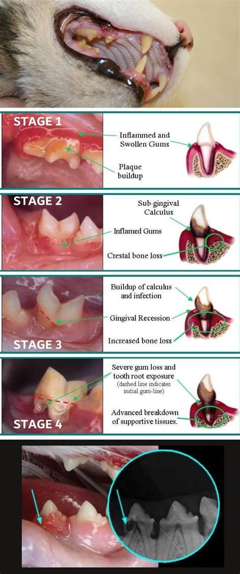 Periodontal Disease On Cats Signs And Dental Care By Abvc