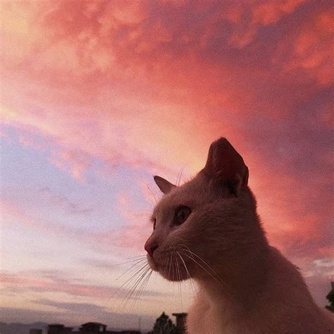 Paulette On Instagram Best Combo Ever Pink Sunset And A Cat 💕🐱🌸via