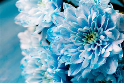 Blue Chrysanthemum Flowers Close Up Macro Stock Photo Image Of