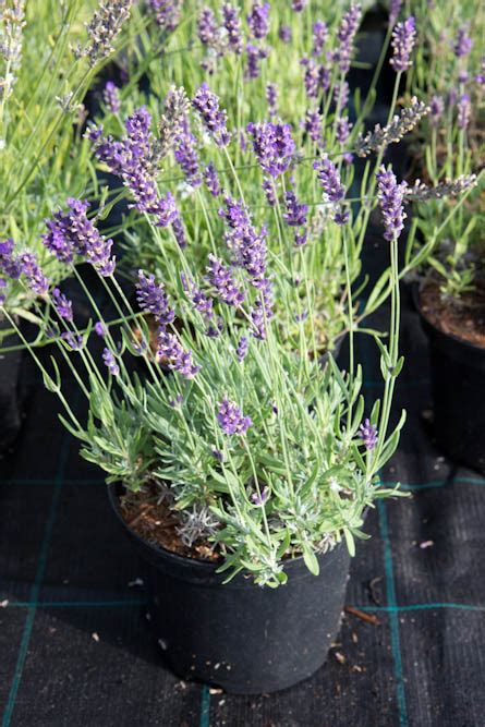 Lavandula Angustifolia Hidcote Liter Pot Bio Lavendel