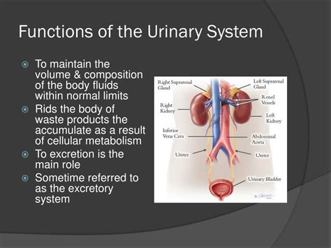 Ppt The Urinary System Powerpoint Presentation Free Download Id