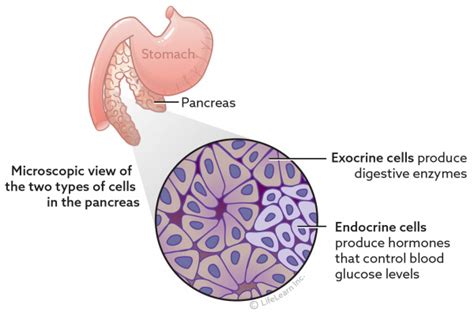 Pancreatic Tumors Vca Animal Hospital