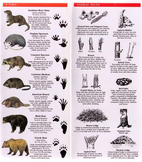 Footprints Animal Tracks Animals Wild Animals