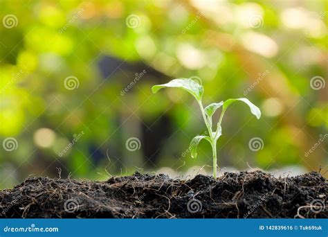 Green Sprout Growing From Seed In Organic Soil Stock Photo Image Of