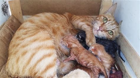 Pregnant Cat Gives Birth To 6 Kittens Youtube