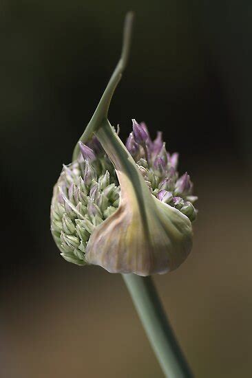 Flower Garlic Bud By Joy Watson Redbubble