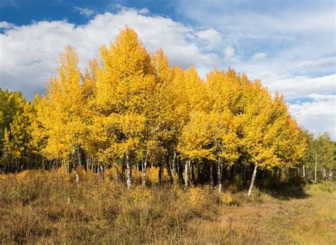 Golden Autumn Aspen Grove Located Within Rocky Mountain National Park