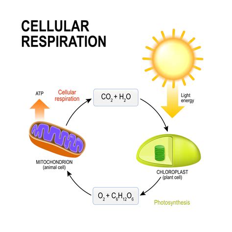 Veritas Press In The Classroom The Cellular Respiration Story By