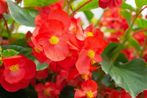 The Different Types Of Begonias Garden Lovers Club