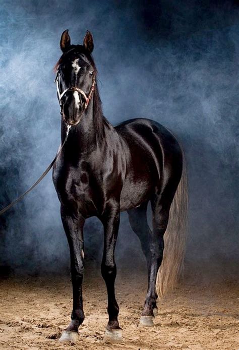 Beautiful Black Arabian Horse With Unusual Markings—a Lightning Streak