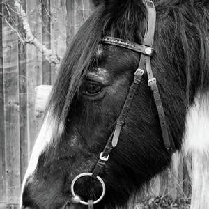 Luca horse page with past performances, results, pedigree, photos and videos. Grazing Gypsy Horse Photograph by Elisabeth Lucas
