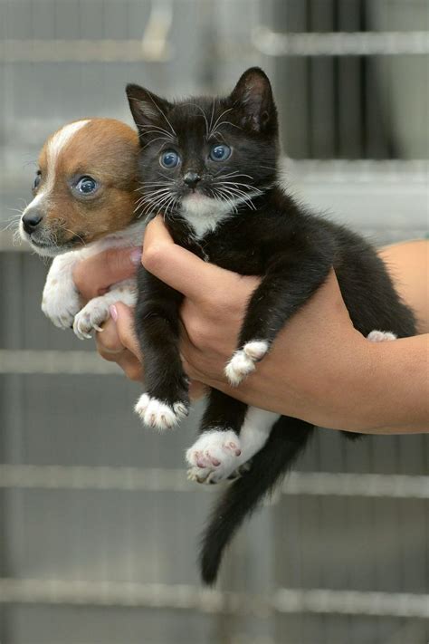 19 Best Cute Kittens And Puppies Together Images On