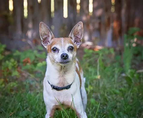 All About The Rat Terrier Beagle Mix Raggle With Pictures