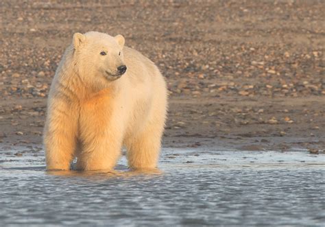 Polar Bear Cub At Sunset Arctic National Wildlife Refuge Alaska