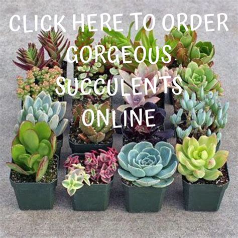 Same day delivery · 20% off all items · from $19.99 Wholesale Succulents Buy Online | Wholesale succulents ...