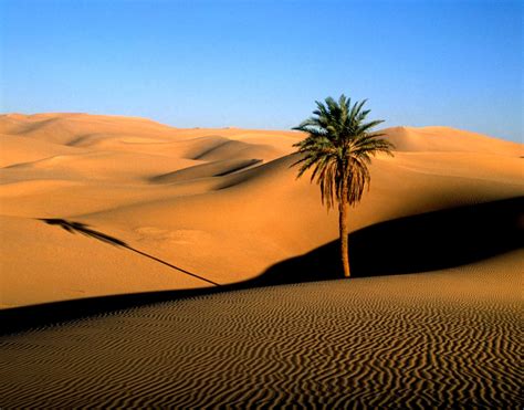 Hot Deserts Plants Amazing Wallpapers