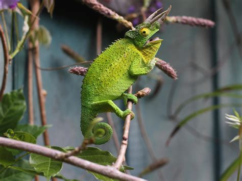 Wallpaper Green Chameleon Lizard Horns 5120x2880 Uhd 5k Picture Image