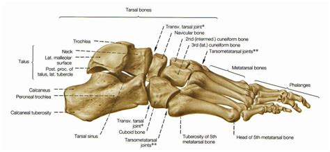 해부학모음09 : 네이버 카페 | Foot anatomy, Anatomy bones, Foot anatomy bones