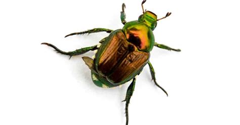 How To Get Rid Of Japanese Beetles Imp World