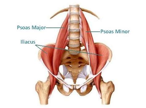 Gluteus maximus, biceps femoris, semitendinosus, semimembranosus at the back and the. Activating Your Hip Flexors For More Efficient Running - Dublin Sports Clinic