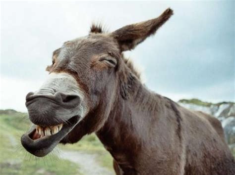 alter Esel ? !! | Laughing animals, Happy animals, Smiling animals