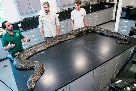 Massive Burmese Python Found Ate A Whole Deer And Had 122 Eggs Inside