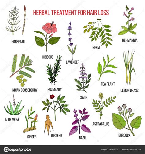 Hair Loss Treatment Herbs Hair Loss