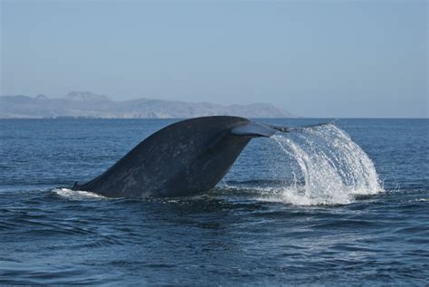 Blue Whales Were First Discovered In The Red Sea