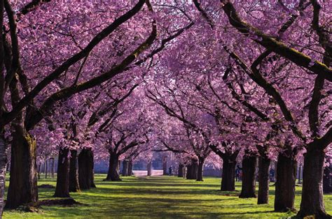 Cherry Blossoms In Europe Europes Best Destinations