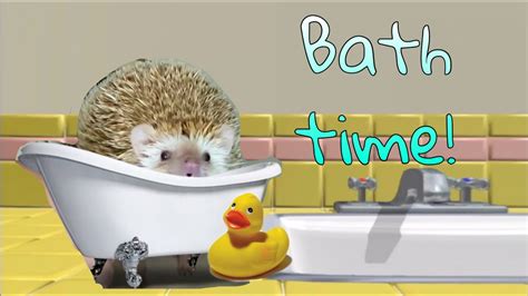 Hedgehogs and bathing many hedgehogs love to play in warm water and will enjoy themselves during bath time. Giving my Hedgehog a bath for the first time! (fail ...
