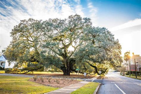 To help you with your search, browse the 5 reviews below for nursing homes in thomasville. The 2020 Visitor Guide to Thomasville, Georgia: Eat, Stay ...