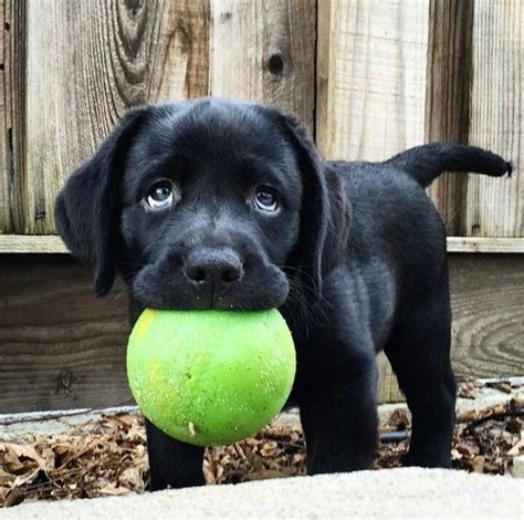 10 Adorable Labrador Retriever Puppies Youve Ever Seen