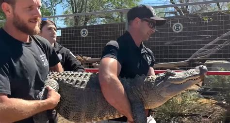 20 éve lopták el most tért vissza állatkertjébe egy aligátor