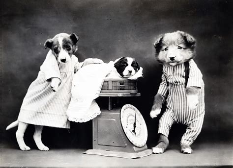 Dog Dressed Vintage Photo Free Stock Photo Public Domain Pictures