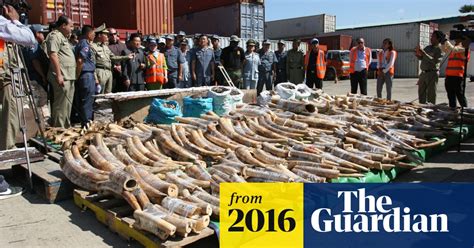 China To Ban Ivory Trade By The End Of 2017 Illegal Wildlife Trade