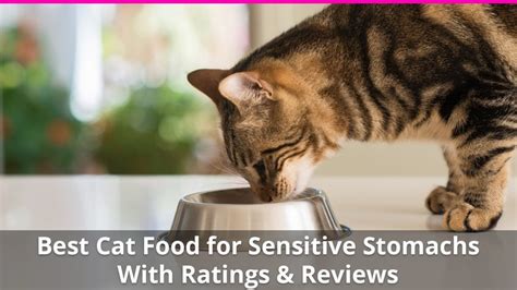 Best dry cat food reviewed & rated for quality. Best Cat Food for Sensitive Stomachs Wet and Dry Brand Reviews