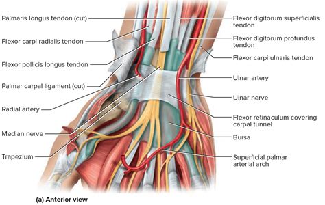 Carpal Tunnel Syndrome Causes Treatment Splint And Surgery