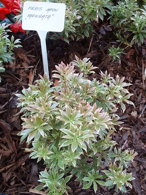 Pieris Japonica Variegata Plants Direct Victoria Bc