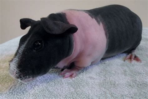 Skinny Guinea Pig Sow Feltham Middlesex Pets4homes