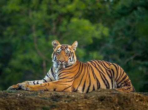 Tadoba Andhari Tiger Reserve Safari Details And Information