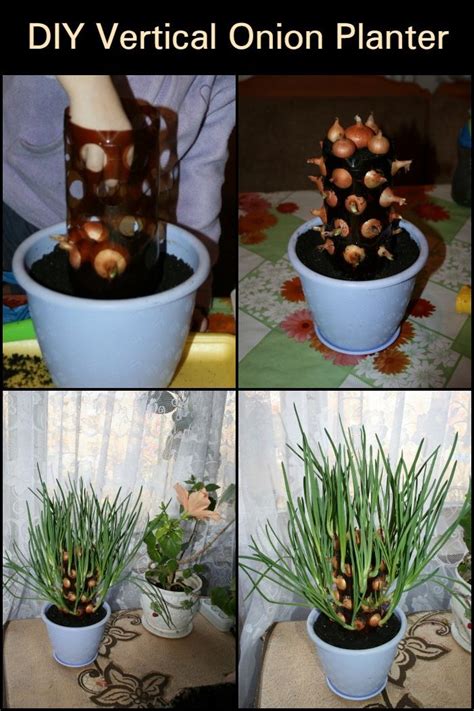 Growing Onions Can Be Fun And Easy With This Vertical Onion Planter