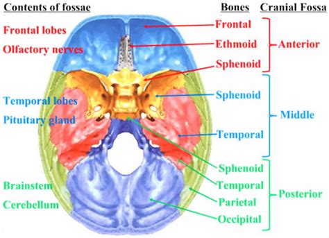 Temporal Lobe Anatomy Location Function Damage And Epilepsy