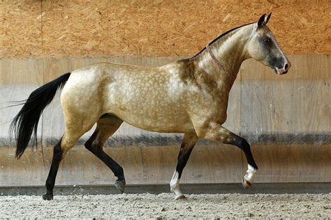 Akhal Teke | Akhal teke horses, Beautiful horses, Horses