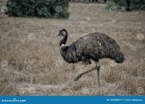 Wild Emu Roaming In Serendipity Sanctuary Lara Victoria Australia
