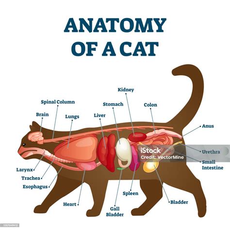 Anatomy Of Cat With Inside Structure And Organs Scheme Vector