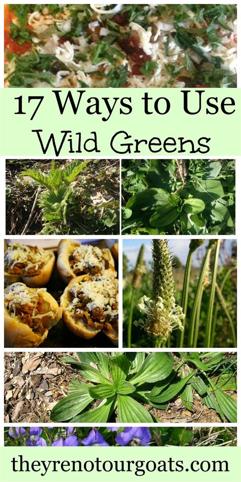Seventeen Ways To Use Wild Greens Theyre Not Our Goats Wild Food